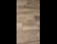 Cat scared when girl moves jumps in air