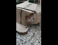 Cat under box with head through hole
