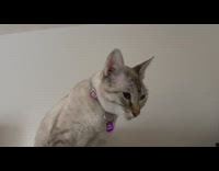 Collab DailyDoseOfInternet - White pet cat blue pink collar yawn