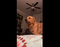 Woman arguing with dog 