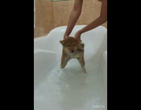 Dog shiba puppy swim bathtub water