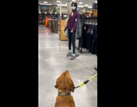 Brown dog excitedly approach mannequin then gets scared