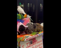 Birds bunnies and cat on subway platform