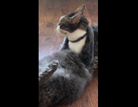 Collab Clips MPUGC2 - Cat got sibling on headlock