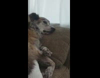 Brown Dog Howls To Lion Sleeps Tonight On Couch