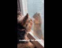 Dog crazy over squirrel standing at door