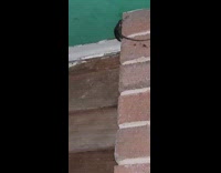 Rat climb and crawl on wall ceiling