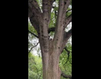 Raccoon sit on top of tree park