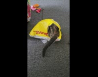 Cat goes into yellow shipping package