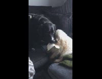 Two dogs on couch fight over paper 