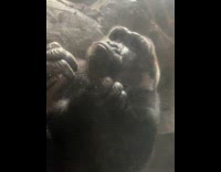 Tired gorilla naps at zoo glass wall