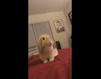 Zoom In Dramatic Bunny Red Bed