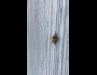 Bee wasp on grey house wall day