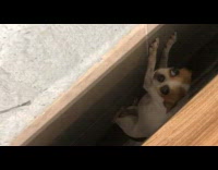 Dog hiding under large drawer looks terrified