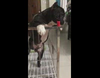 Black white dog climbs metal cage crate 