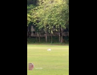 Cat lie down on the grass park