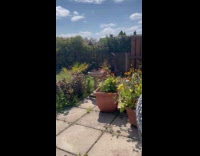 Crow drinks on bird bath at garden