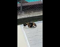 Fluffy Cat Sleeps on top of Vintage Car 