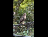 Collab WINY - Hawk chilling on a fence behind people 