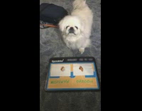 Dog chooses to eat Wisconsin chicken nugget over Oregon