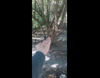 Man hand with food and the bird eat and get it at forest 