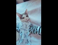 Cat wearing pajama onesie lays in bed 