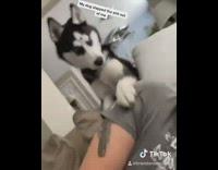 Husky dog hits guy for breakfast 