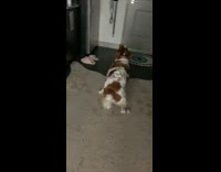 Dog drops it like its hot sits