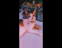 Collab PLC - Cat wearing head accessories 