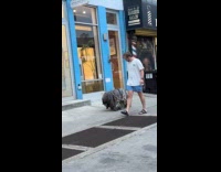Collab WINY - Man walking black Komondor dog on sidewalk