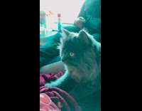 Collab PubityPets - Cat travelling on train 