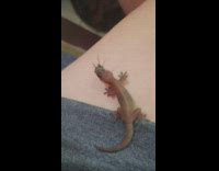 Guy feeds small brown lizard black bug 