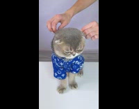 Grey cat gets dressed up and dances