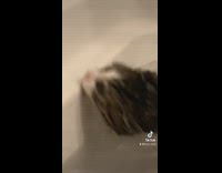 Cat falls into bathtub water reaching too far 
