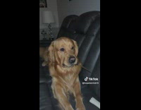 Dog on couch with knife in its mouth 