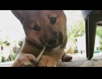 Brown Puppy Dog Chews On Leaf 