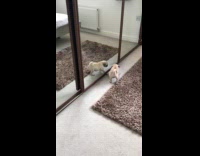 Collab PLC - Pug puppy react with mirror reflection