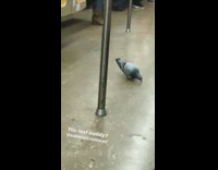 Pigeon walks around subway and rides the train