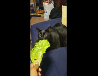 Black cat eats the lettuce in the bedroom
