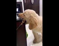 Golden retriever puppy a lot of work