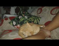 Orange cat falls asleep with leg up 