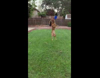 Dog falls after catching frisbee 
