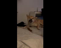 Dog enjoys eating treats on the bed