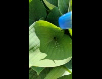 Person spray water on hydrophobic plant leaves