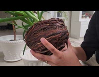 Aloe vera plant roots takes shape of bowl 