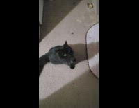 Black pet cat meows when owner asked to