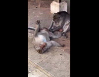 Monkey takes out lice from another monkey