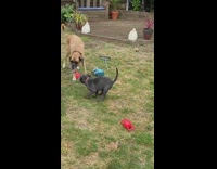 Large dog tug of war with puppy 