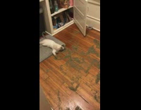 Cat rolling around in catnip mess