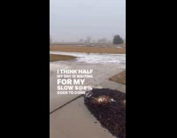 Dog returns and walks back to owner